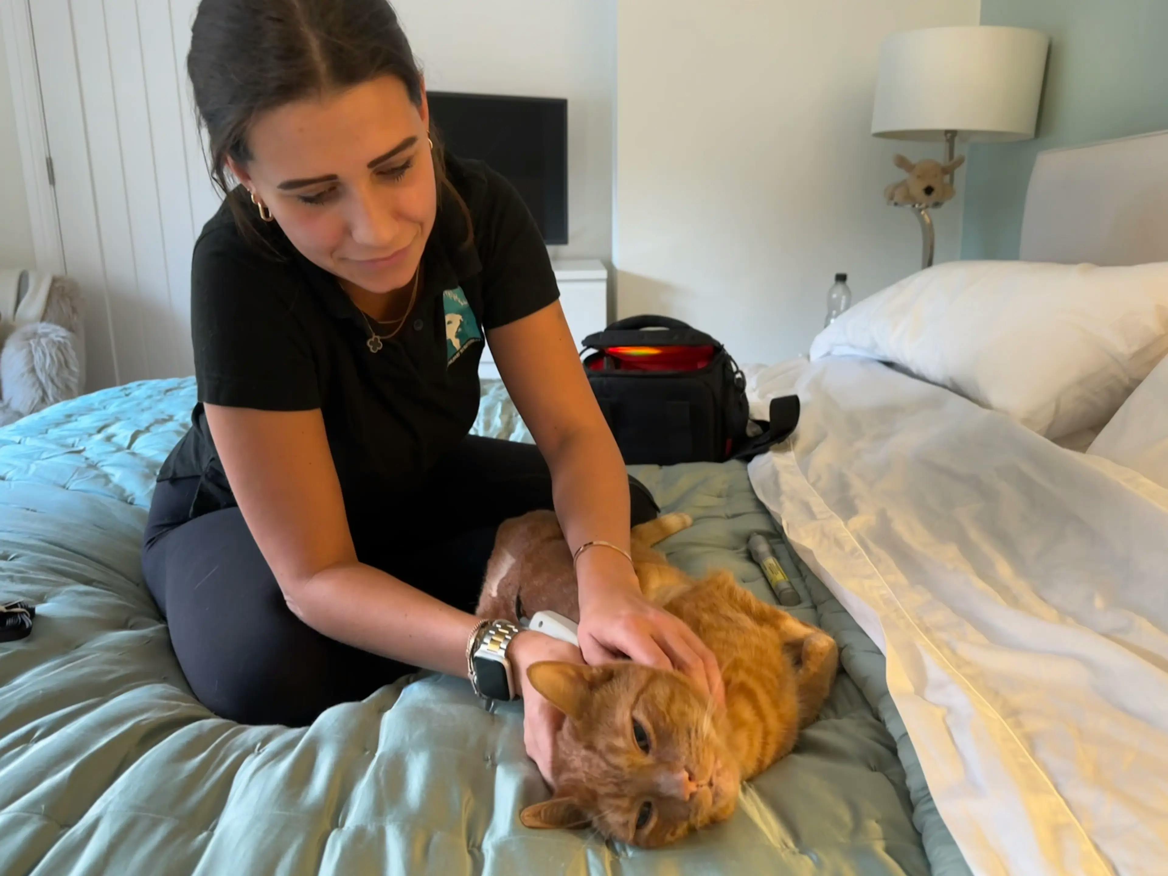 A cat being massaged