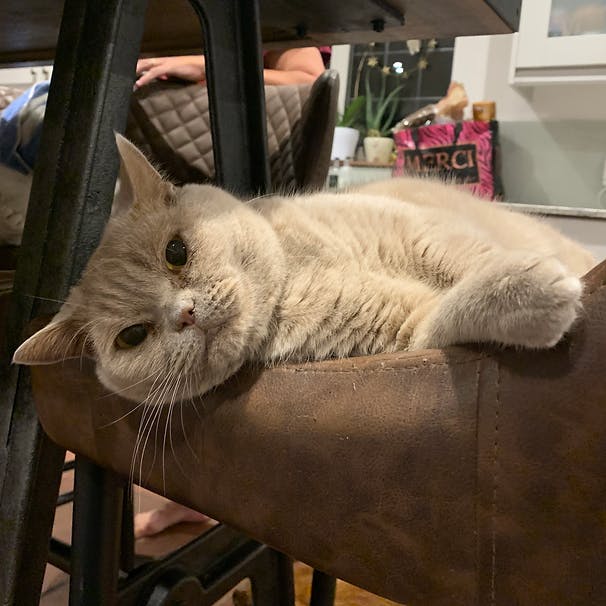 A light coloured cat lying on a chair