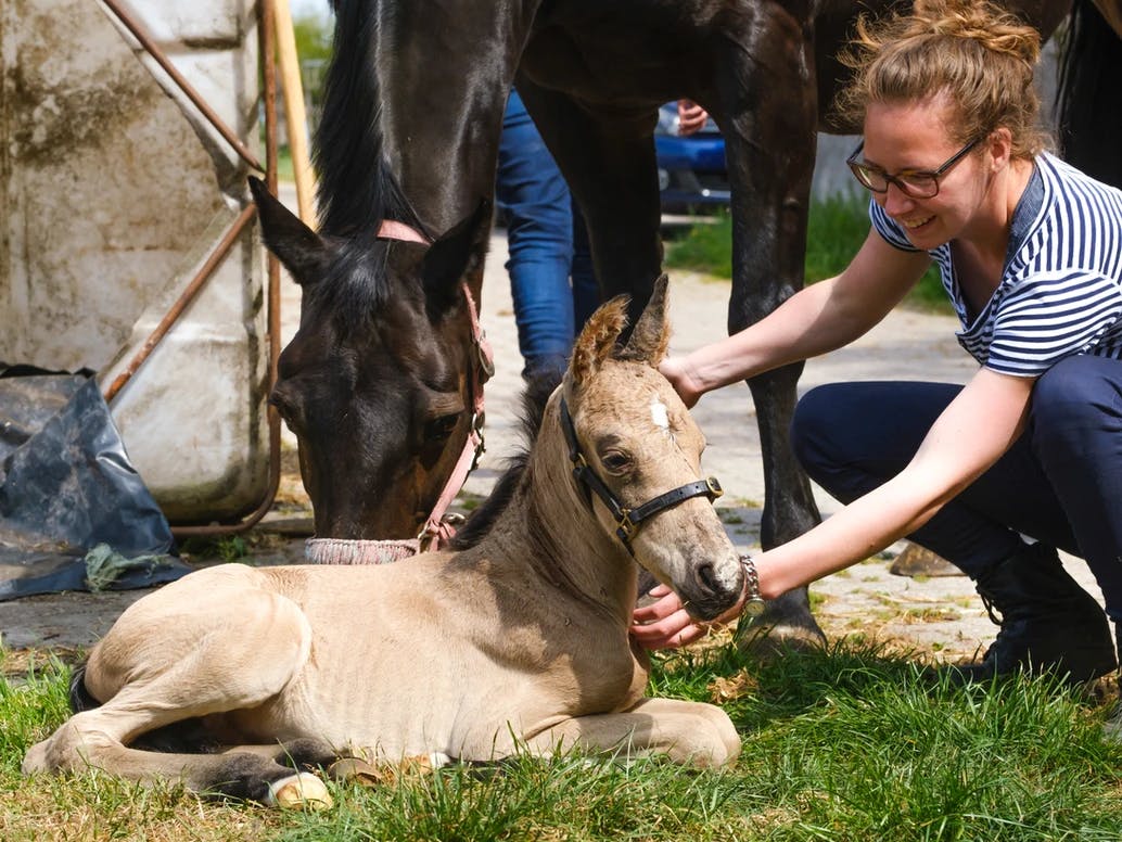 young foal being stroked