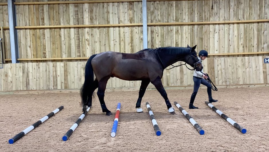 Horse performing pole work