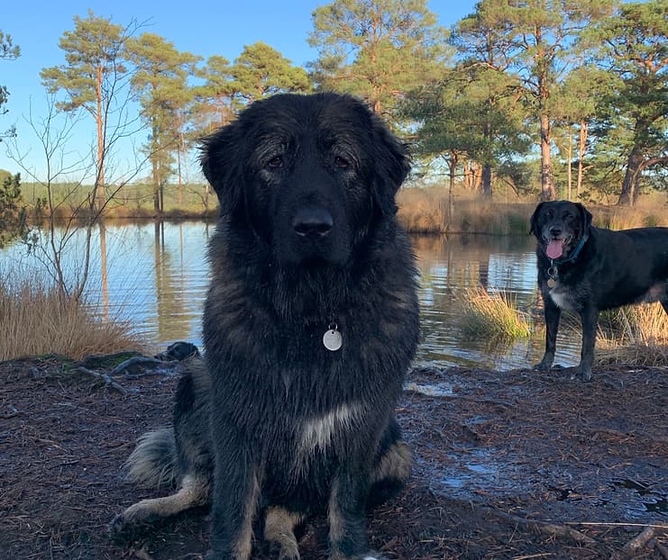 A large dog sat in front of a pond