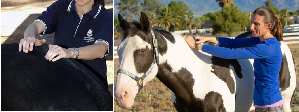 A horse being massaged.