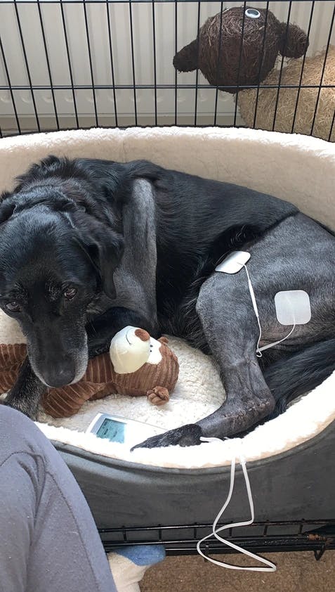 A poorly dog in his bed receiving ECT Therapy