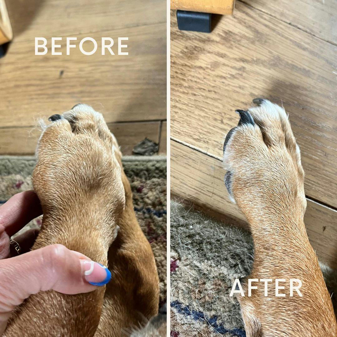 A dogs paw before and after therapy