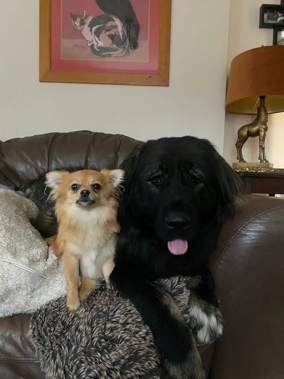 Two dogs sat on a sofa