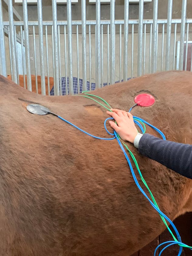 A horse receiving ECT therapy