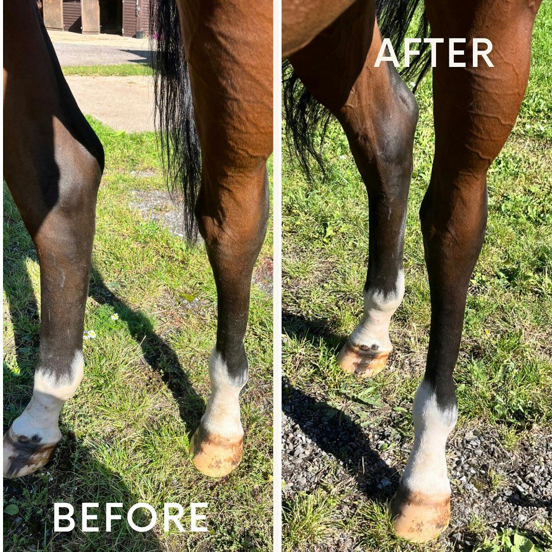 A horse's legs before and after therapy