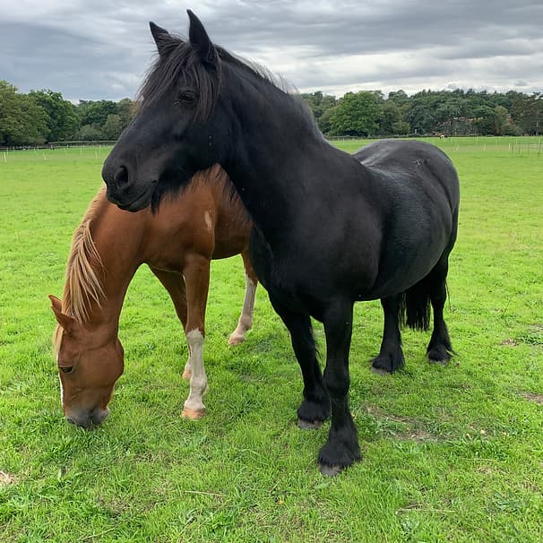 A black and brown horse in a field